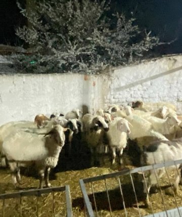 Konya’da ahırdan 30 hayvan çalındı! Zanlı besicinin en yakın akrabası çıktı
