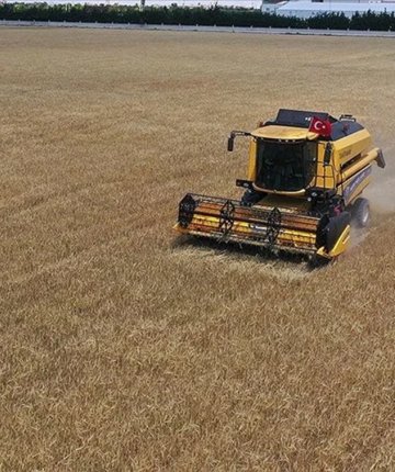 Konya’da buğday üretim verileri açıklandı! Türkiye geneli buğday üretimi 7,5 milyon hektara çıktı