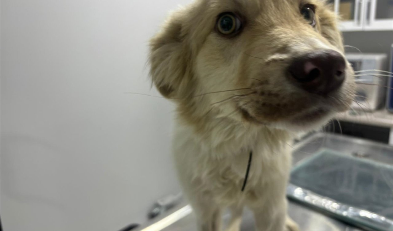 Konya’da sahipsiz köpeğe araba çarptı! Köpeği tedavi ettirip sahiplendirdi