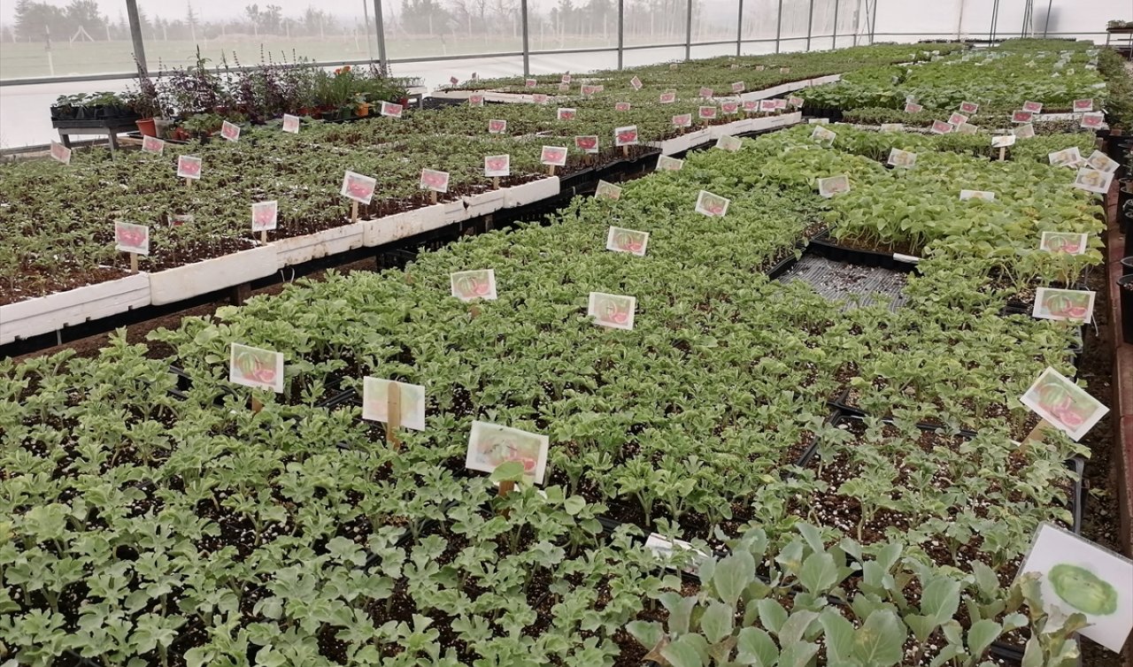 Konya’da lise öğrencileri okul bahçesinde kurulan serada 10 türde 300 bin sebze fidesi ürettiler