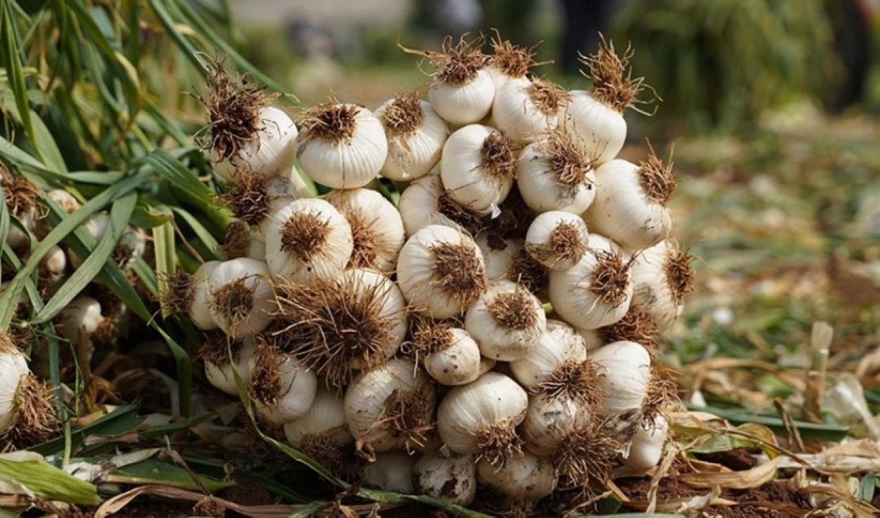Coğrafi işaret tescilli beyaz altında hasat zamanı! Konya dahil birçok bölgeye gönderiliyor!