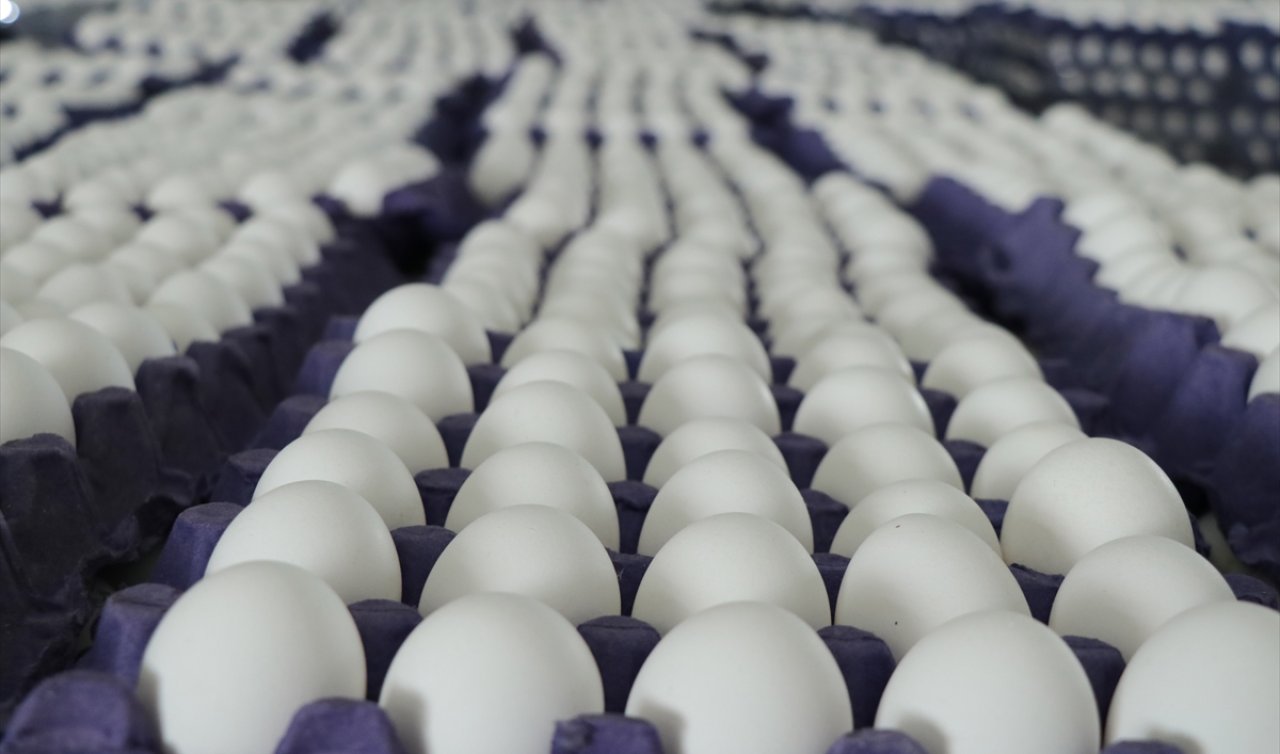 Yumurta fiyatları “mayıs çukuru“na yuvarlandı! Yumurtanın fiyatı ne kadar?