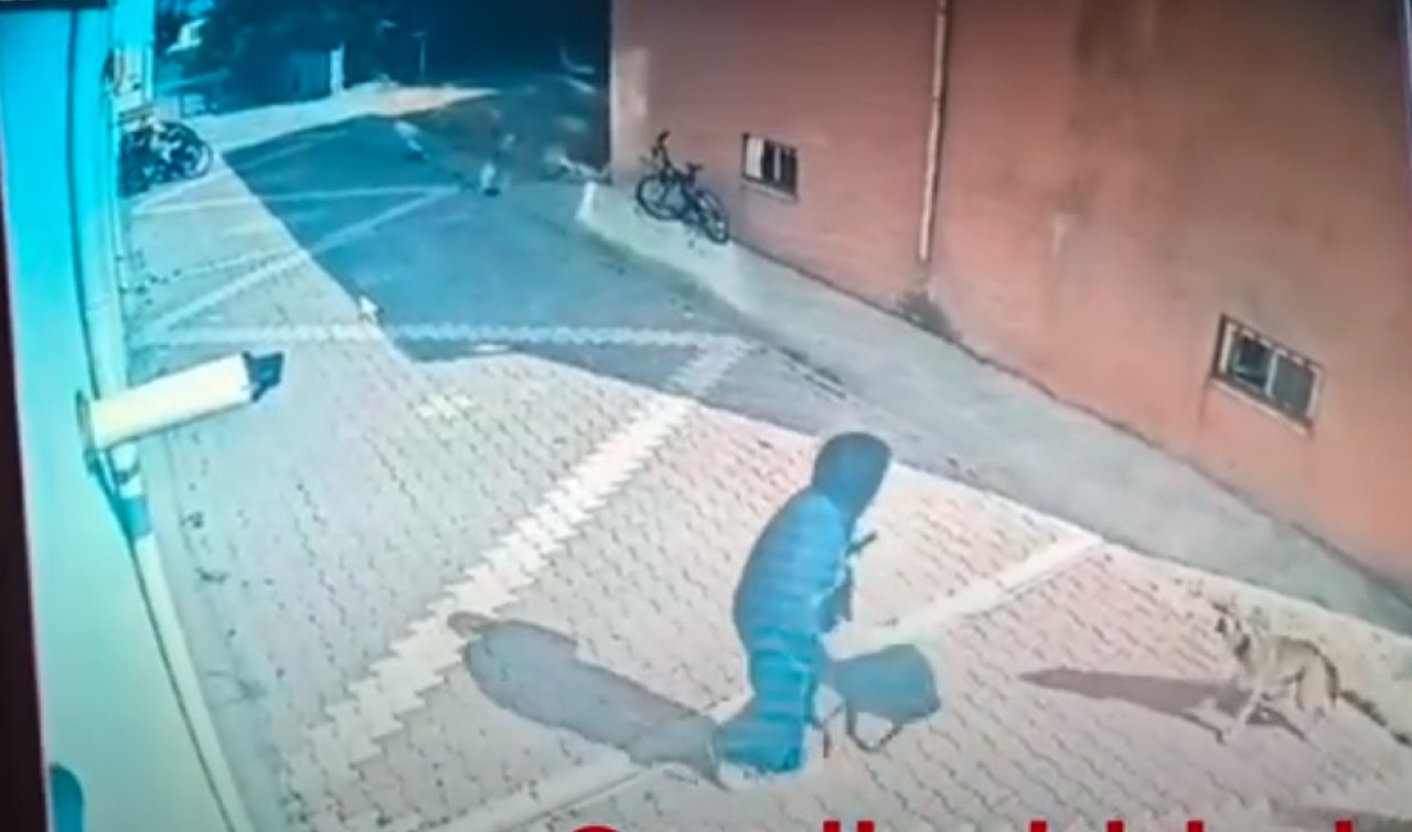 Konya’da okula giden öğrenciye sokak köpekleri saldırdı!
