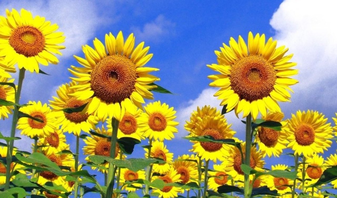 Konya’da ekimi yapılmıştı! Yüzde 100 yerli ayçiçek tohumu Türk tarımına kazandırıldı