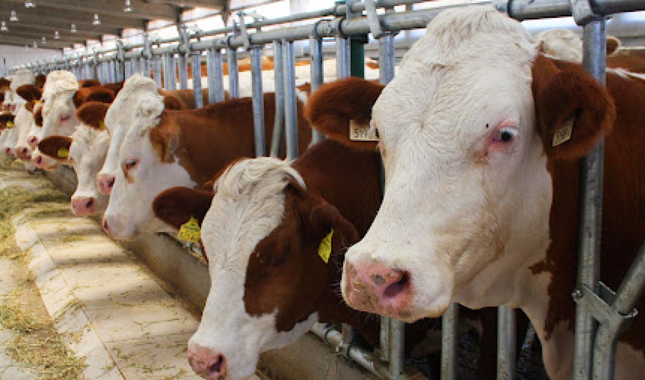  Büyükbaş hayvanların hastalıklara karşı korunmasında “Akıllı kapsül projesi “