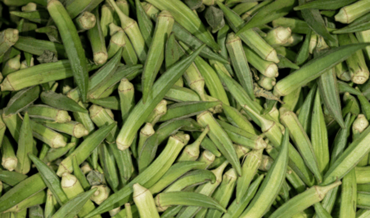  Düğünlerin vazgeçilmezi, Konya’da tüketilen çiçek bamyasının hasadı başladı!