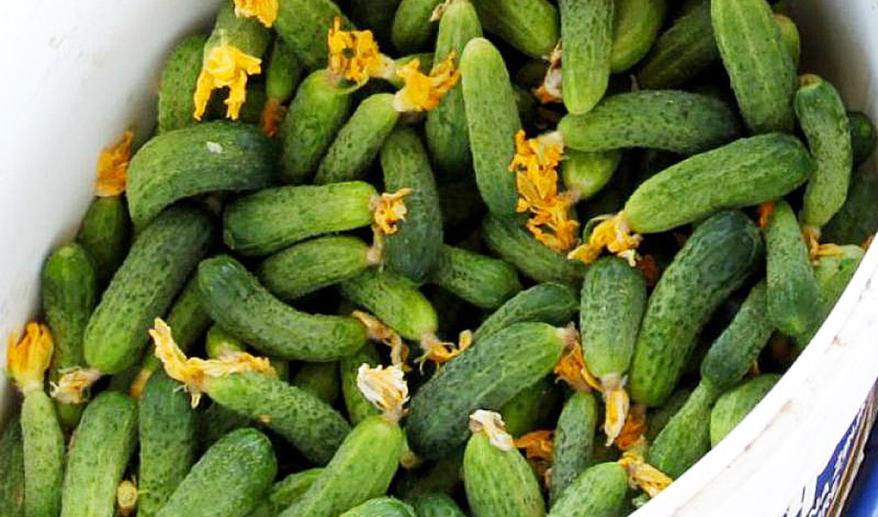 Konya’da kornişon hasadı çiftçinin yüzünü güldürdü