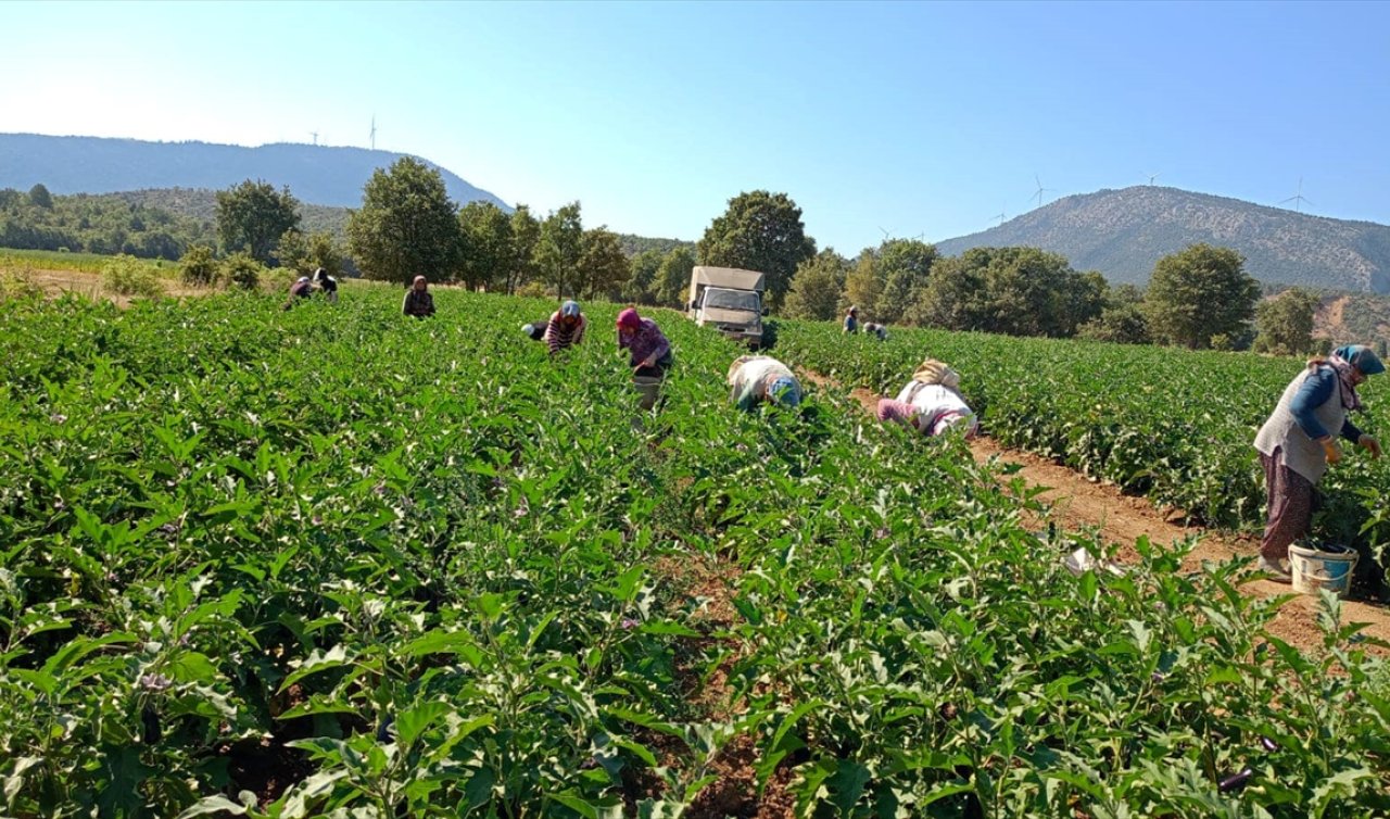 Konya’da tarım alanları incelendi!