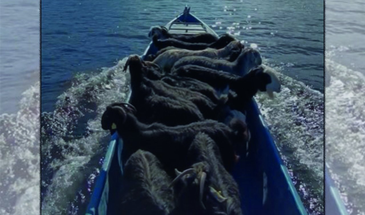  Konya’da renkli tekne turu! Bu sefer tur keyfinin tadını hayvanlar çıkardı!