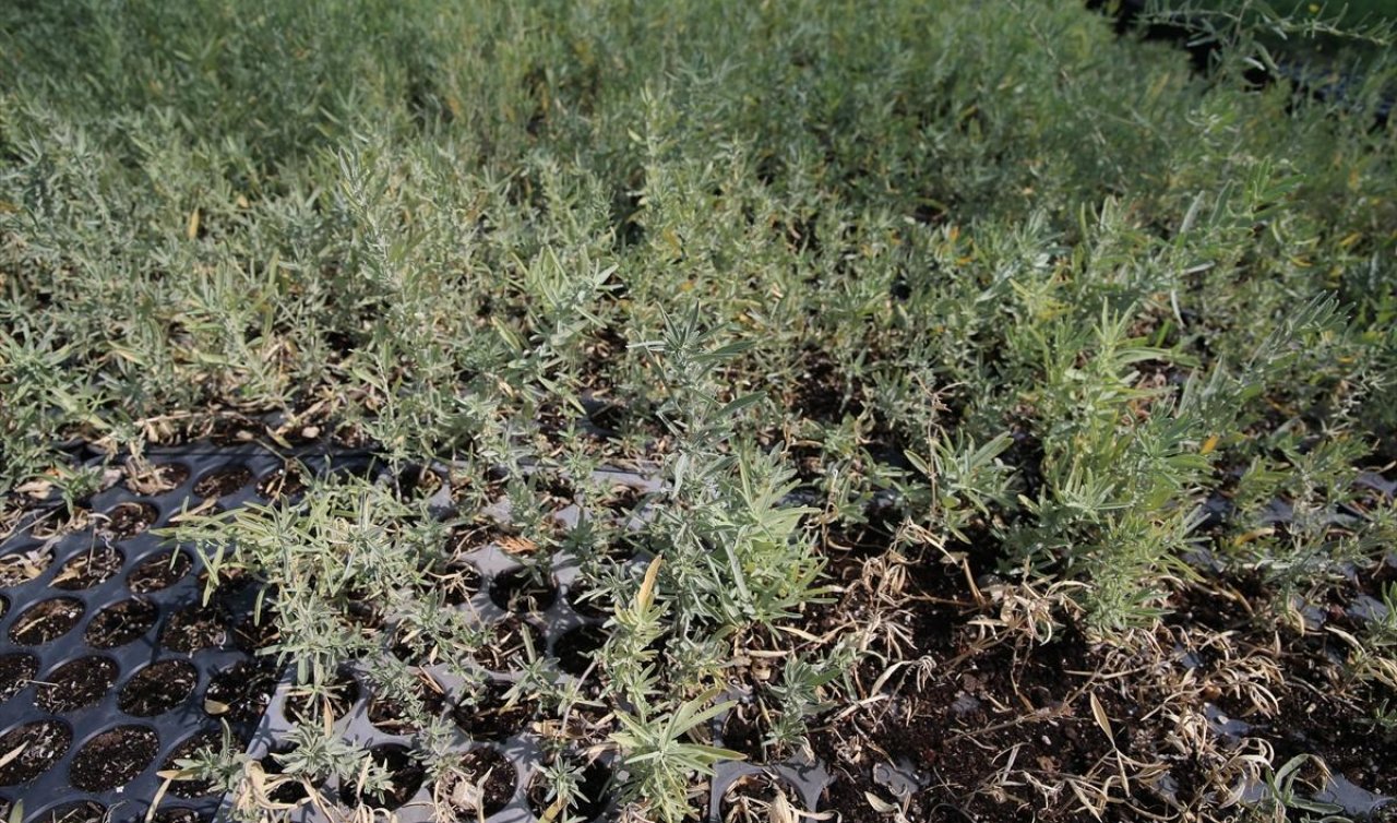 Konya’da protokol imzalandı!  Konya’ya 56.700 adet ot ekilecek