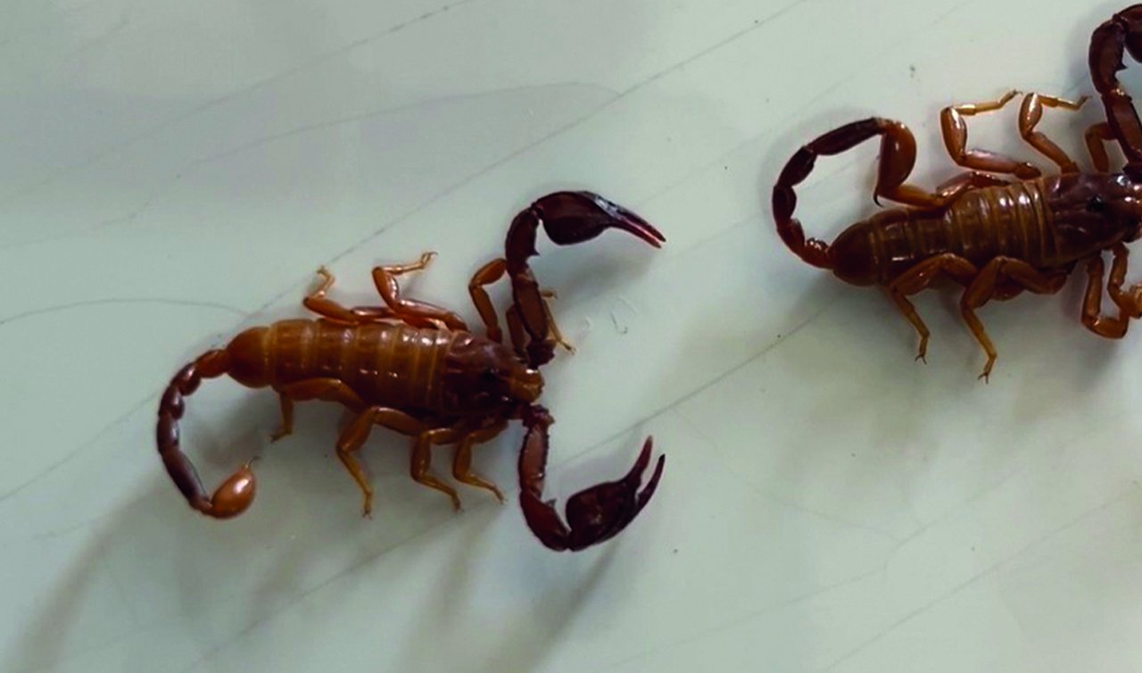  Konya’da yeni akrep türü keşfedildi