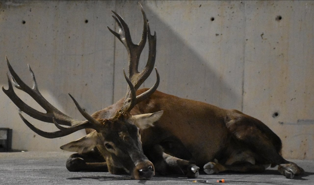 İzmir’de fabrika bahçesinde bulunan Kızıl Geyik vuruldu!
