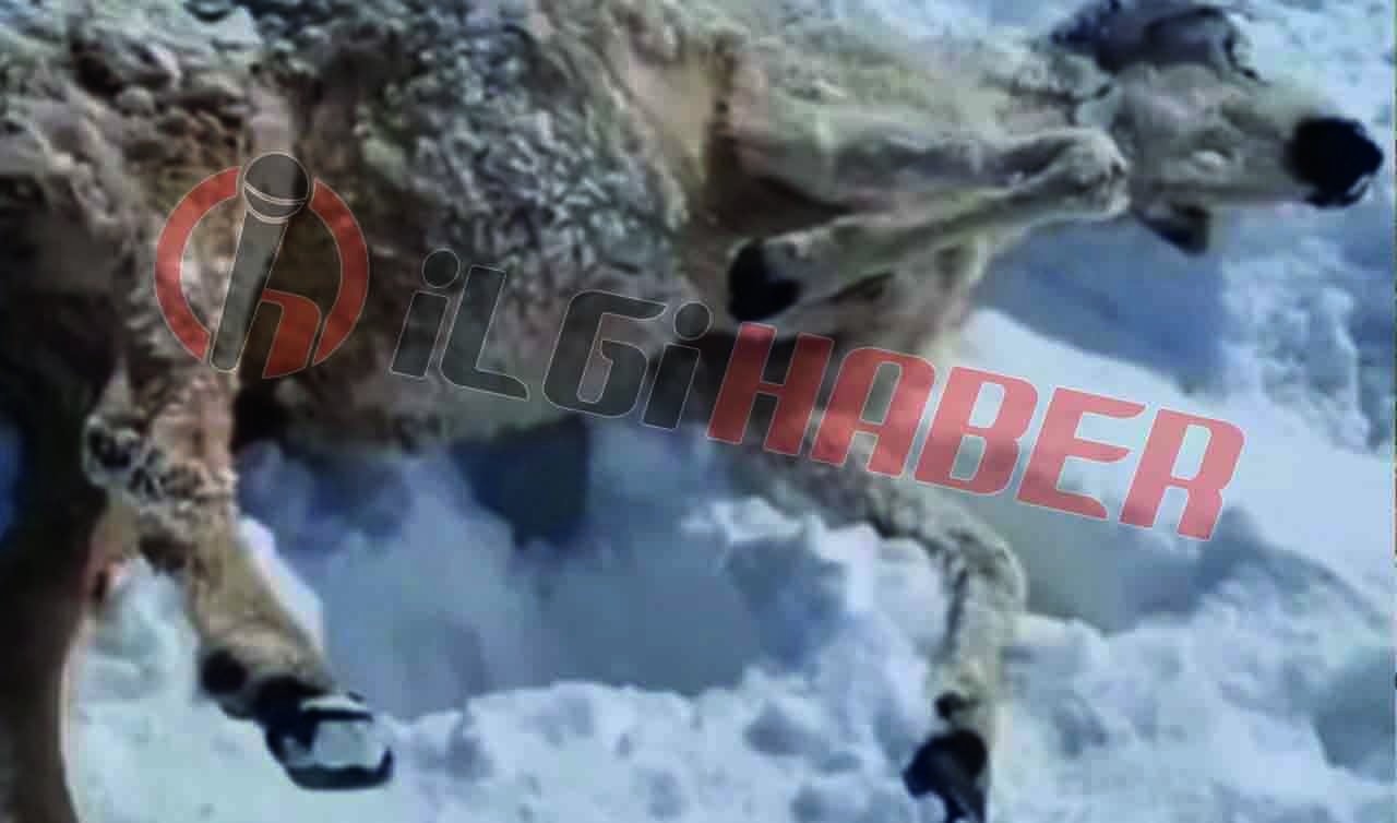  Konya sınırında felaket: 500 koyun tipiye yakalandı, çobanlar ölümden döndü