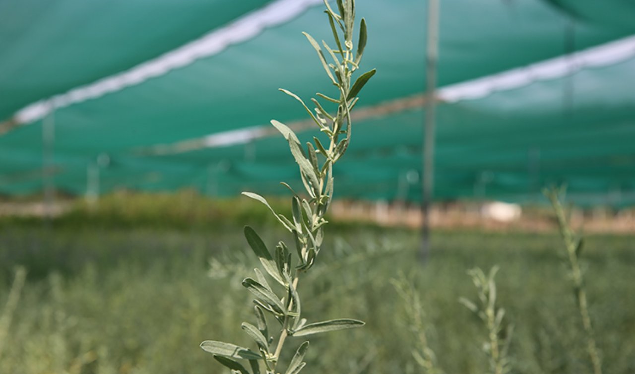 Konya’da yetiştirilen bitki, et ve süt verimliliğini katlıyor! 