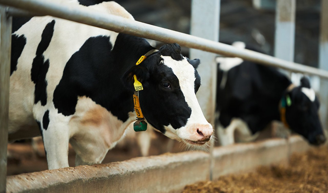 Konya, büyükbaşta Türkiye’nin lideri oldu: Küçükbaşta 3 Milyon Sınırını Aştı