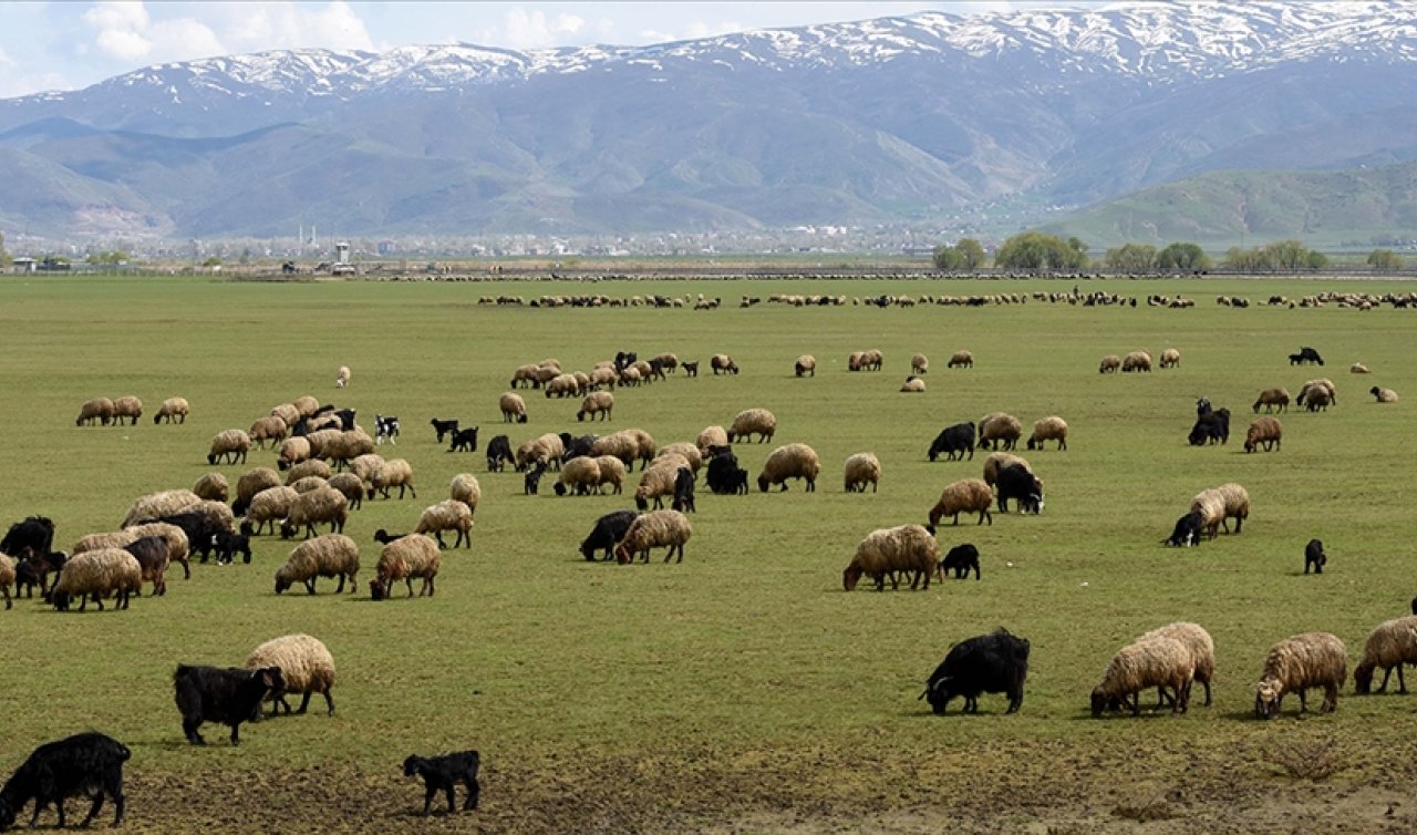 Hayvancılığa Destek Projesi kırmızı et üretimini artıracak