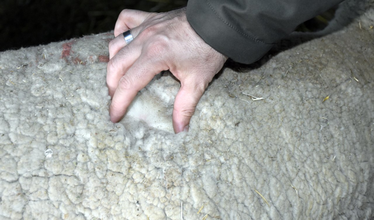 Türkiye’de ilk defa Konya’da düzenlenecek! Yün sektörüne büyük destek!