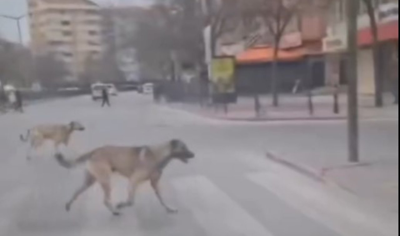 Konya’nın göbeğinde köpek alarmı: Trafikte tehlikeli anlar!