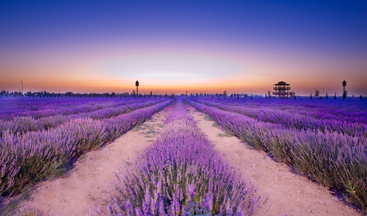 Konya Karatay Lavanta Bahçesi sezona hazır! 28 Haziran’da kapılarını açıyor