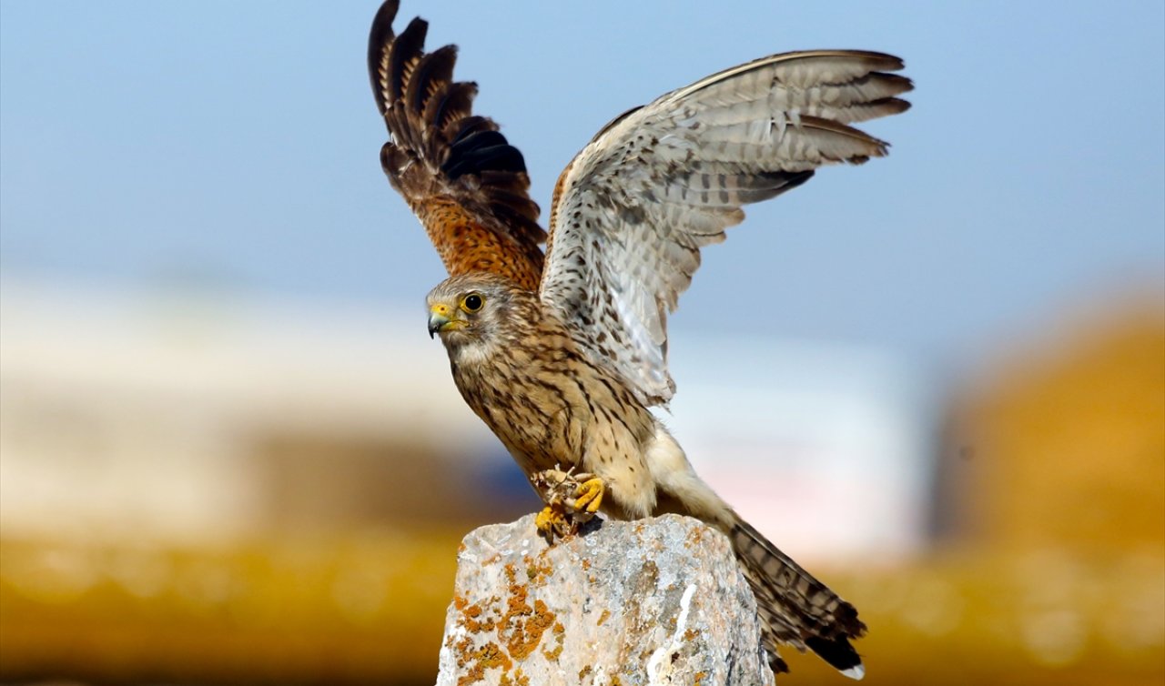  Konya’da doğanın güçlü avcıları: Kerkenezler av peşinde