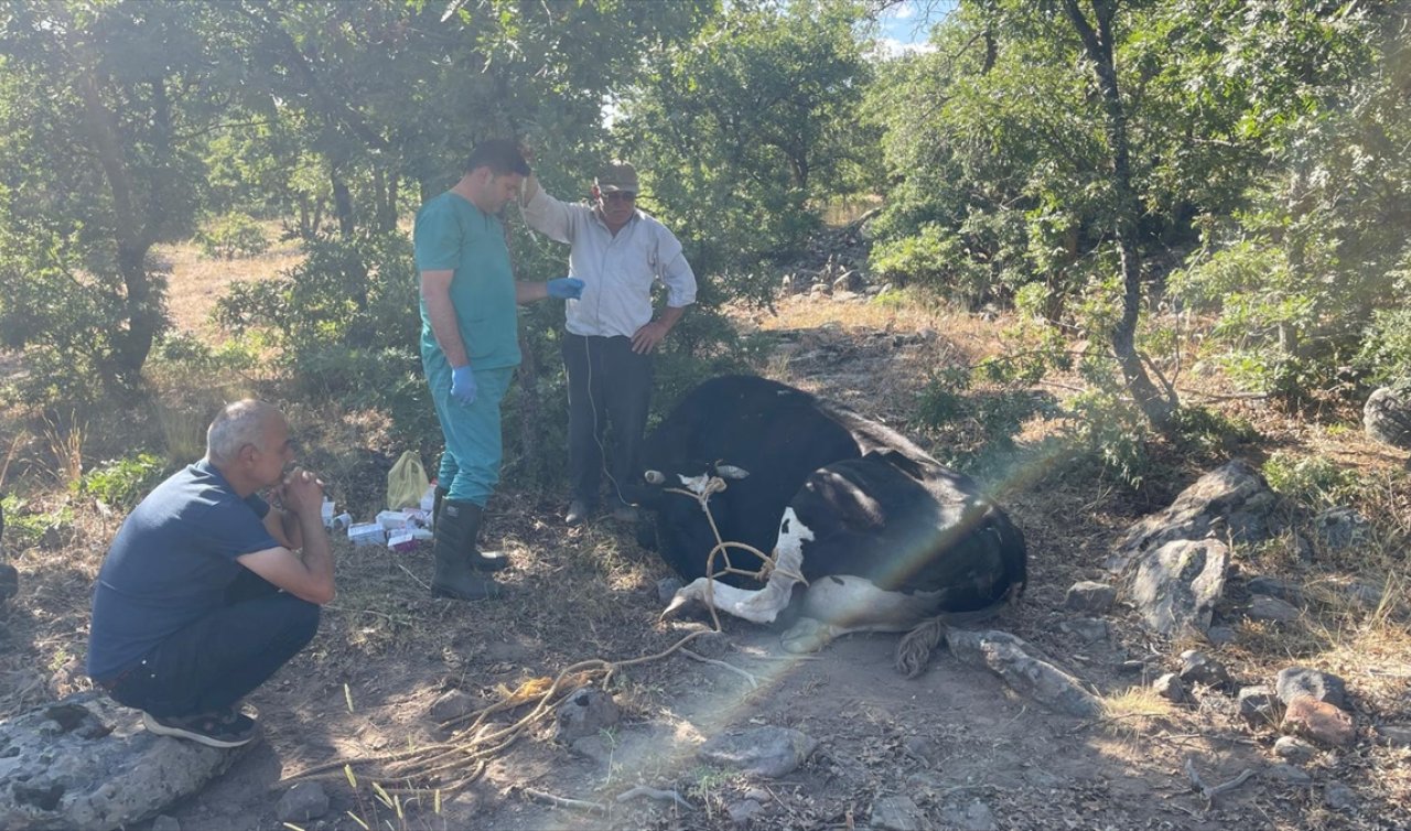 Konya’da kaybolan inek jandarma tarafından dron desteğiyle bulundu