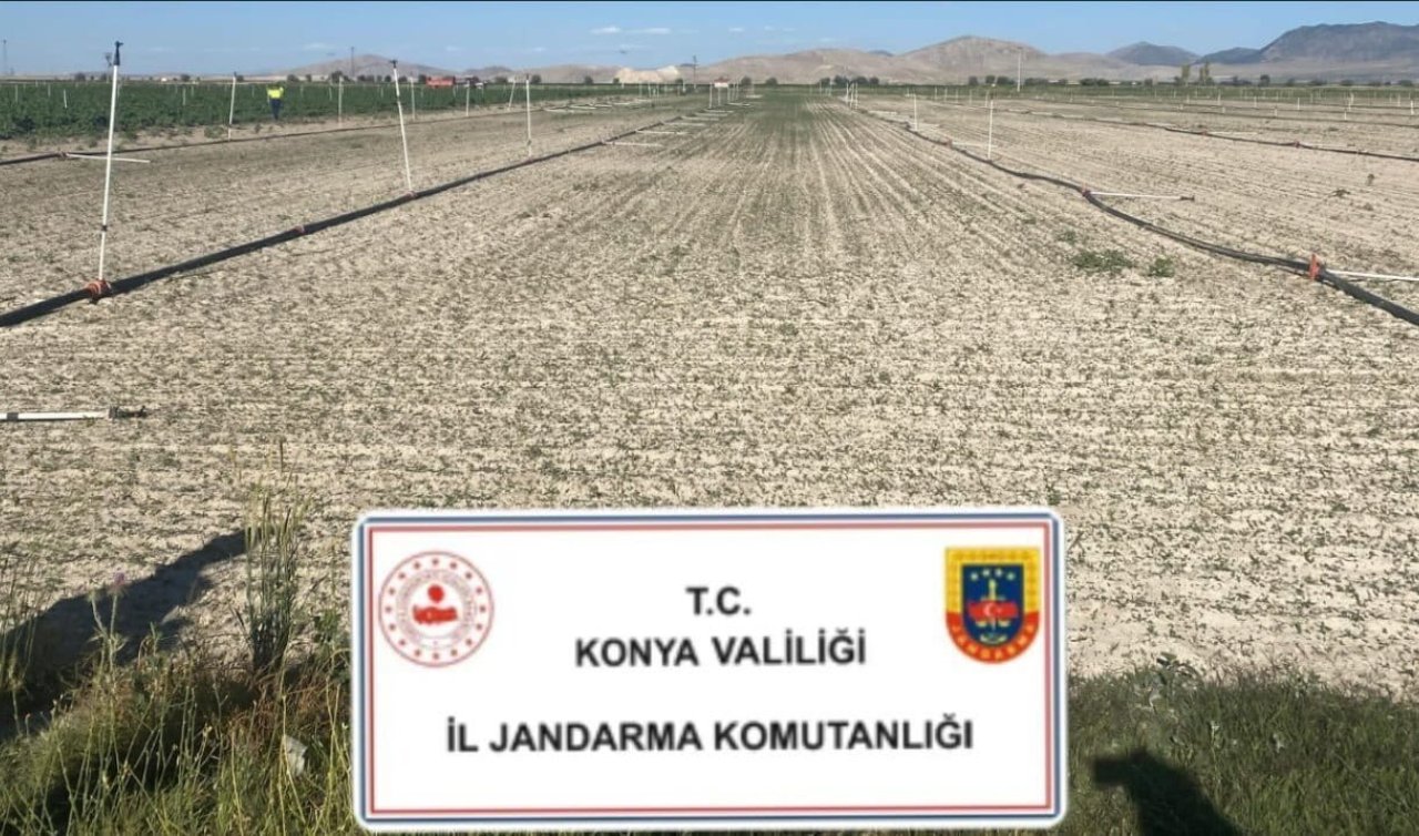 Konya’da 400 bin kök kenevir ele geçirildi! Jandarmadan uyuşturucuya geçit yok