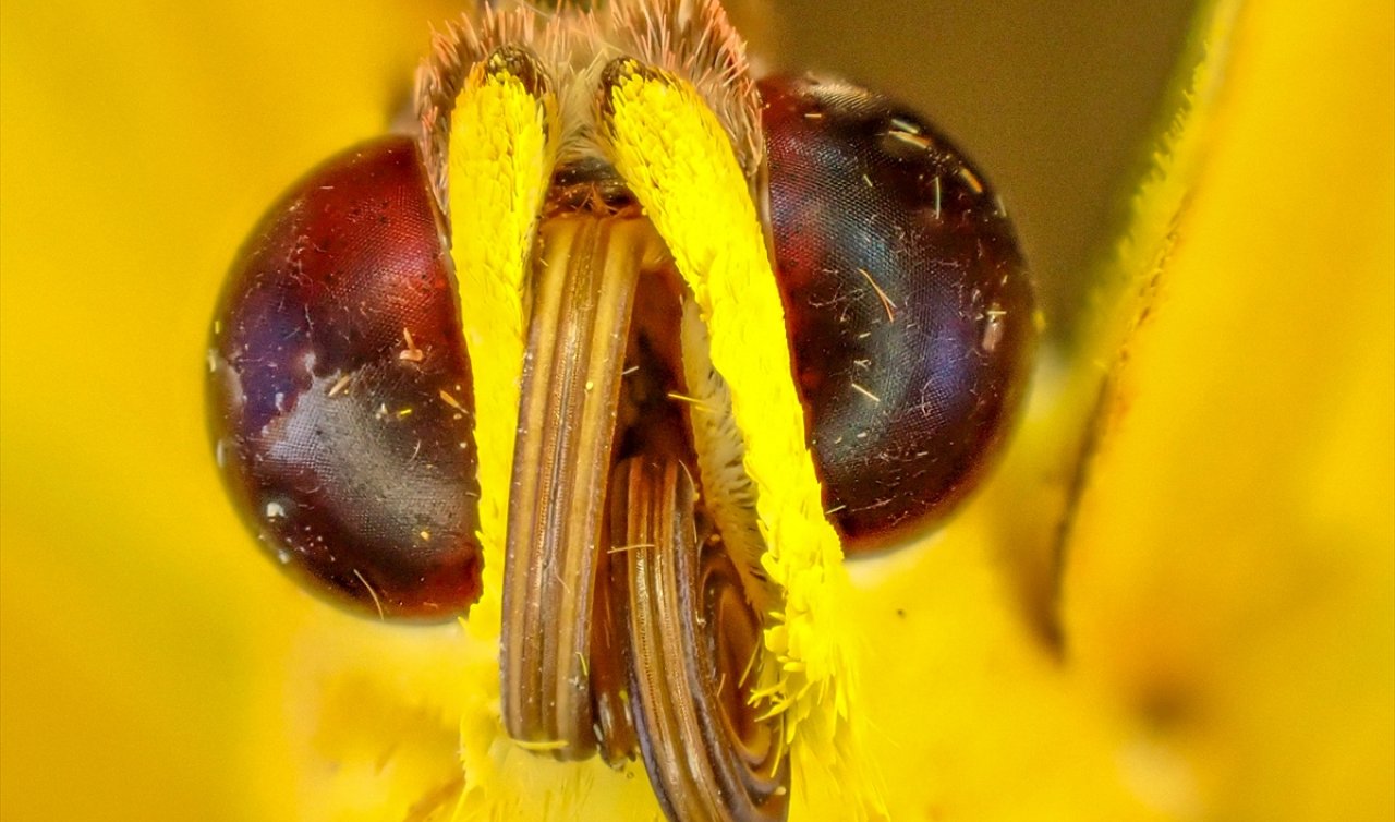  Ayaklarıyla tadıyor, gözlük gibi görüyorlar: Konya’da yakından görüntülendi