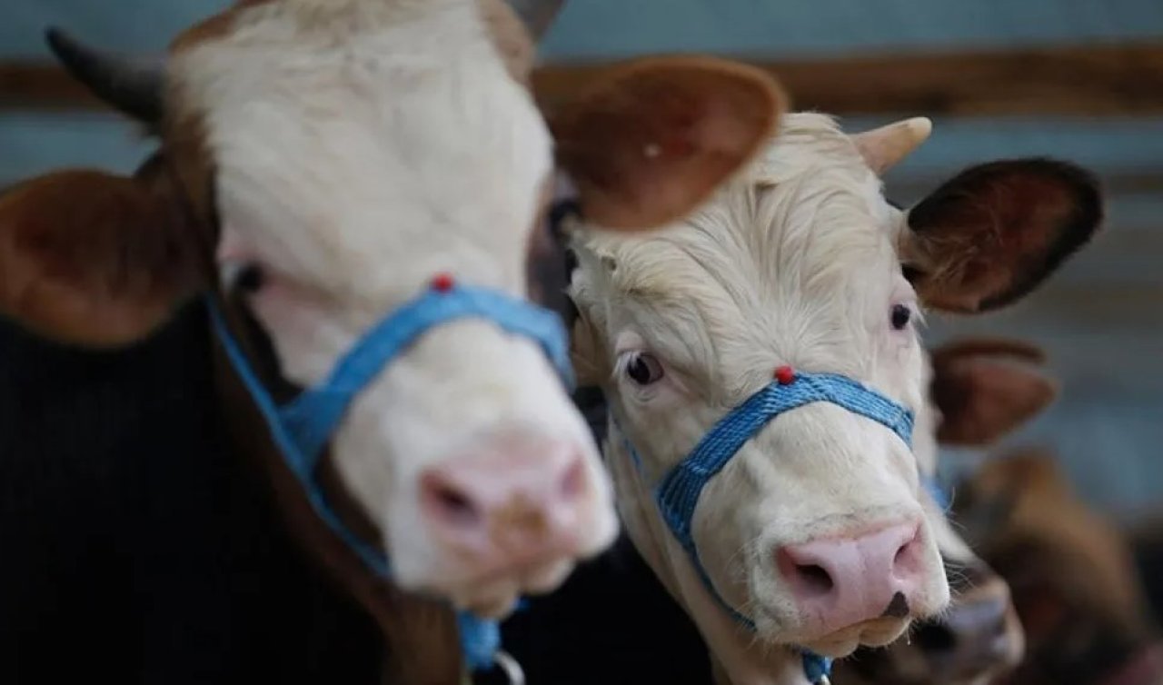 Konya Tarım Müdürlüğü’nden şap hastalığıyla ilgili resmi açıklama!