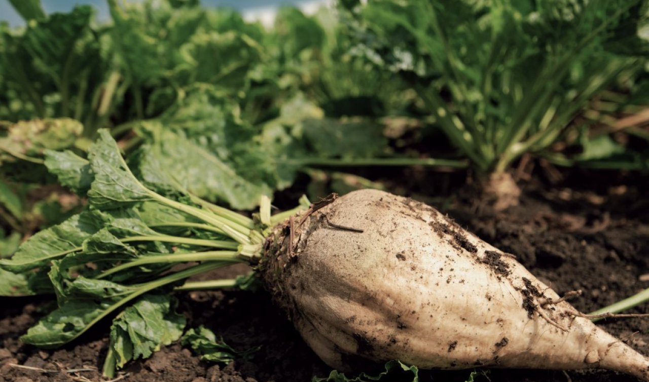 Konya Şeker’den üreticiye 410 Milyon TL’lik destek	