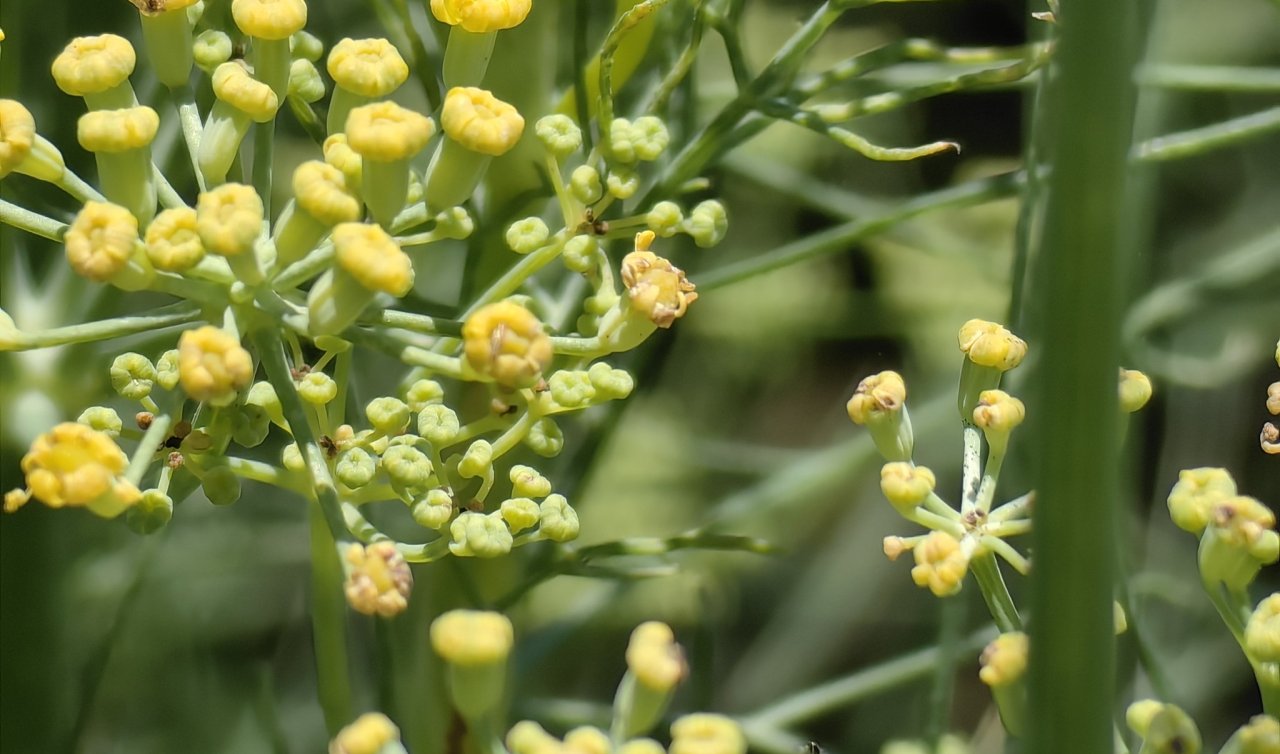 İlaç ve kozmetik sanayinin gözdesinde Konya farkı! Sözleşmeli üretim göz dolduruyor