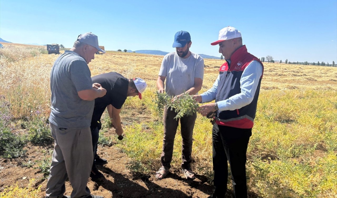 Seydişehir’de hububat tarlaları incelendi