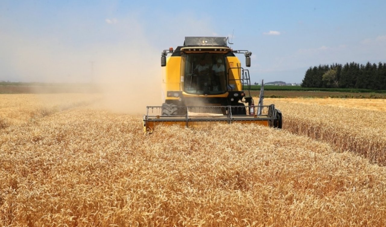 Konya Ovası’nı kuraklık vurdu: Buğday ve arpada rekolte düşüyor
