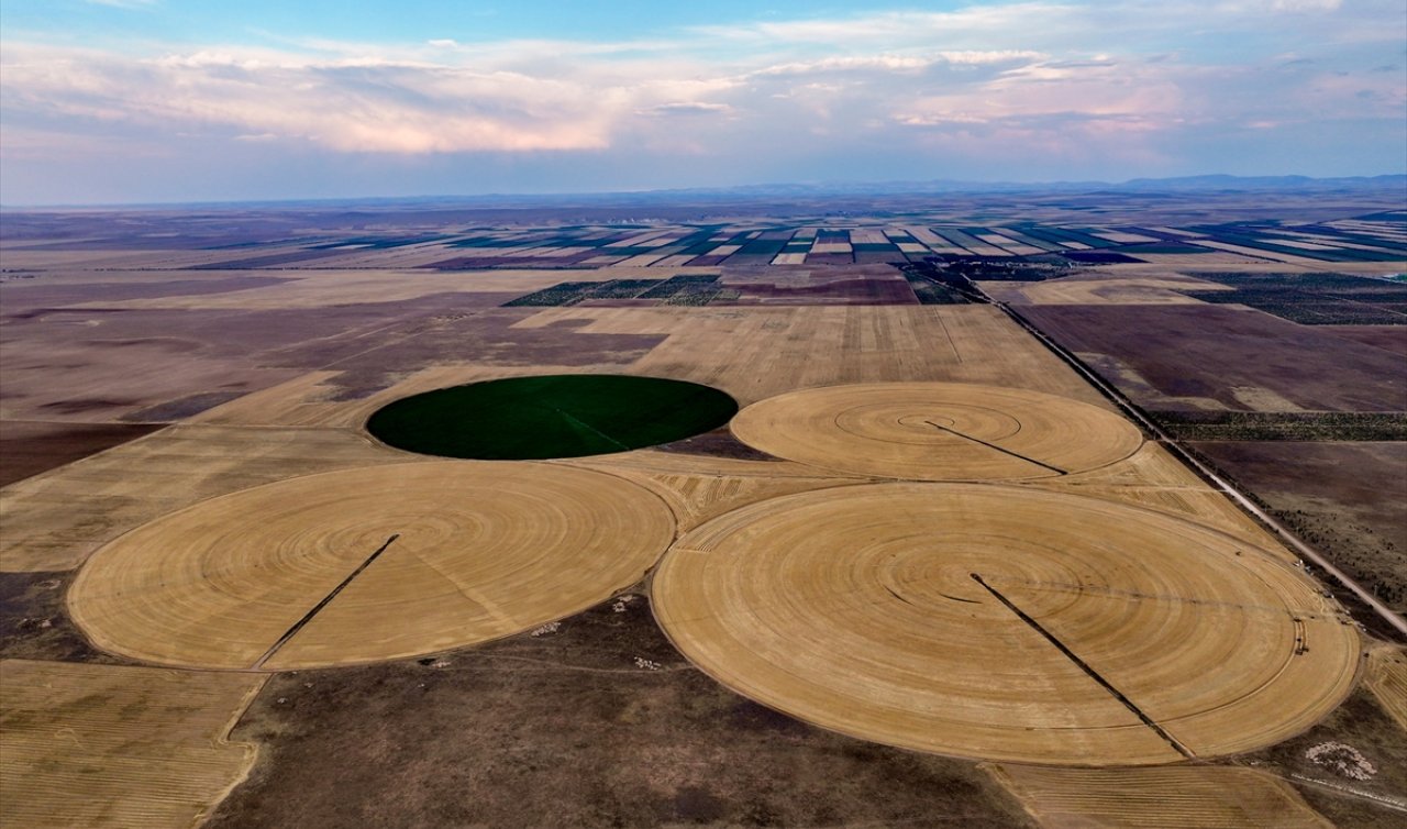 Konya’da 50 futbol sahası büyüklüğünde dairesel tarlalarda hasat tamamlandı