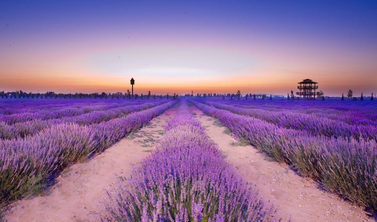 ​Ferdi Tayfur Şarkısıyla Karatay Lavanta Bahçesi’nde Hasat Başladı