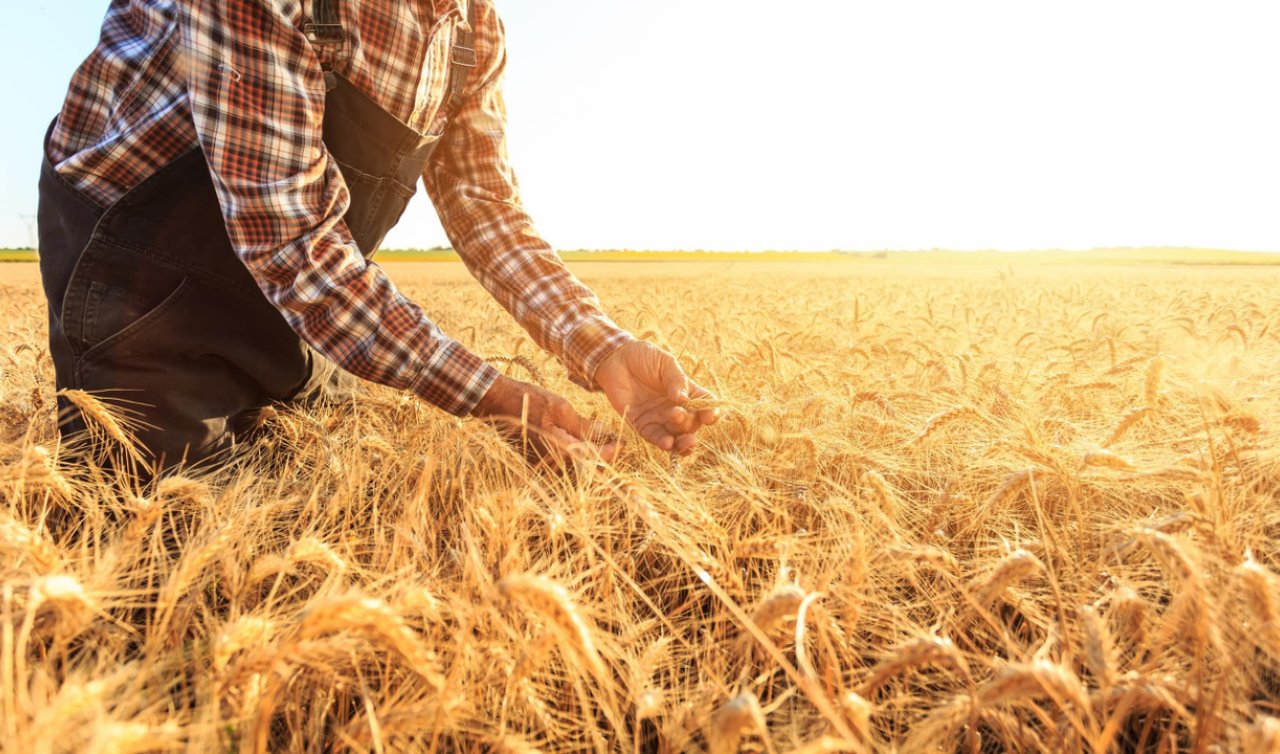 Konya’da tarım bitiyor mu? Gelecek Partisi: “Çiftçi üretimden kopma noktasında”