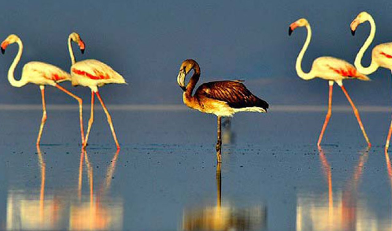  Konya’da kuş cenneti!  Flamingoları gören büyüleniyor
