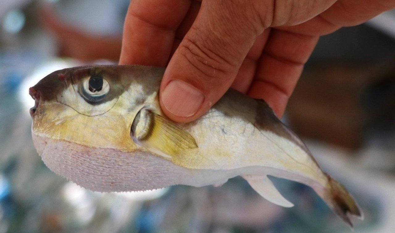 Bu balığı avlayan köşeyi döndü: Bakanlık av başına para ödeyecek!