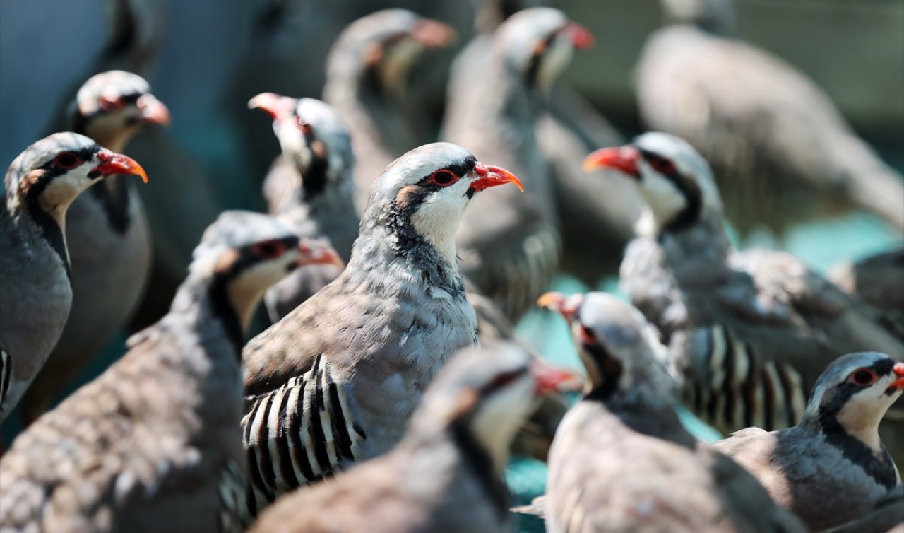 Konya’daki tesiste 7 yılda 100 bin civarında keklik üretildi