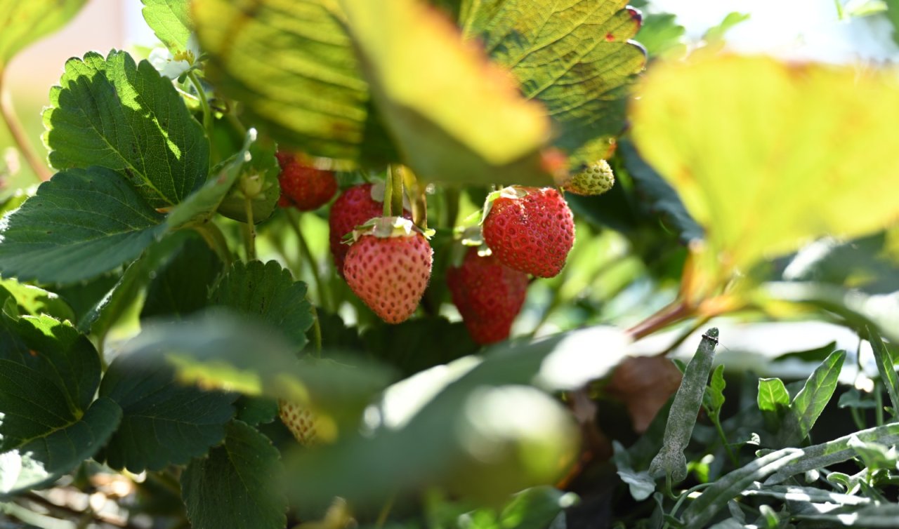 Konya’da Hüyük Çileği hasadı başladı: Türkiye üçüncüsü 