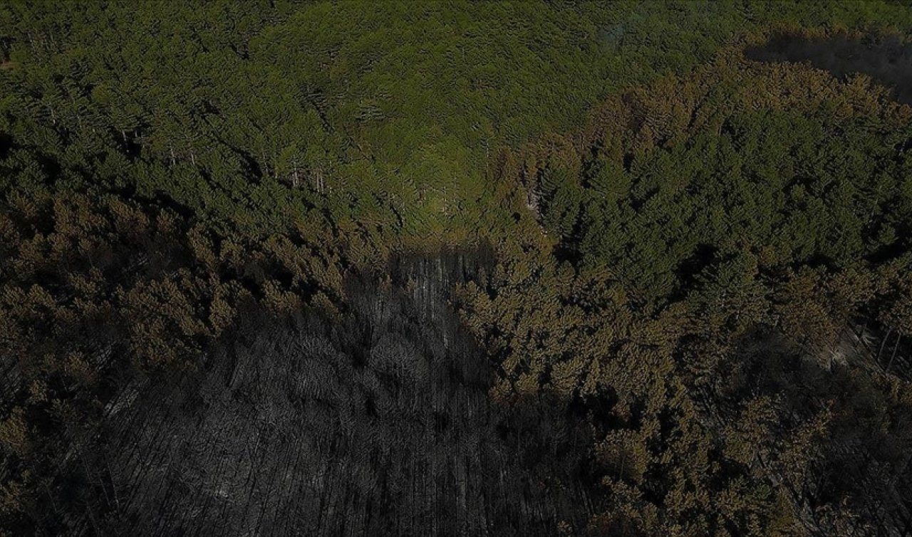 Orman yangınlarından etkilenen alanlarda avlanmak yasaklandı