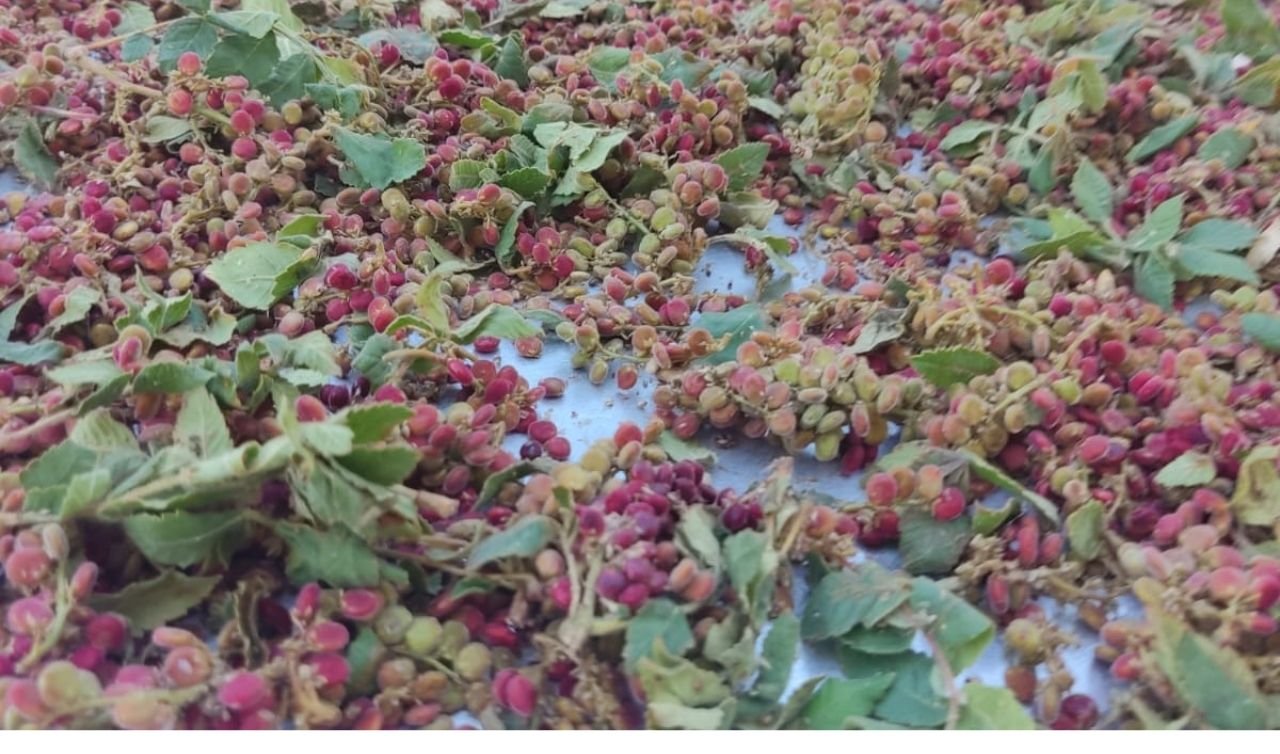  Güvercinlik dağlarından sofralara: Akkise’de sumak hasadı başladı