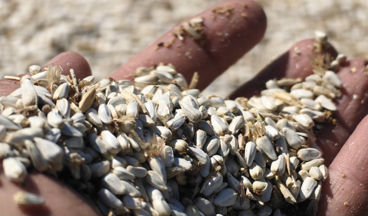 Konya Ovası’nda kuraklık çiftçinin emeğini boşa çıkardı