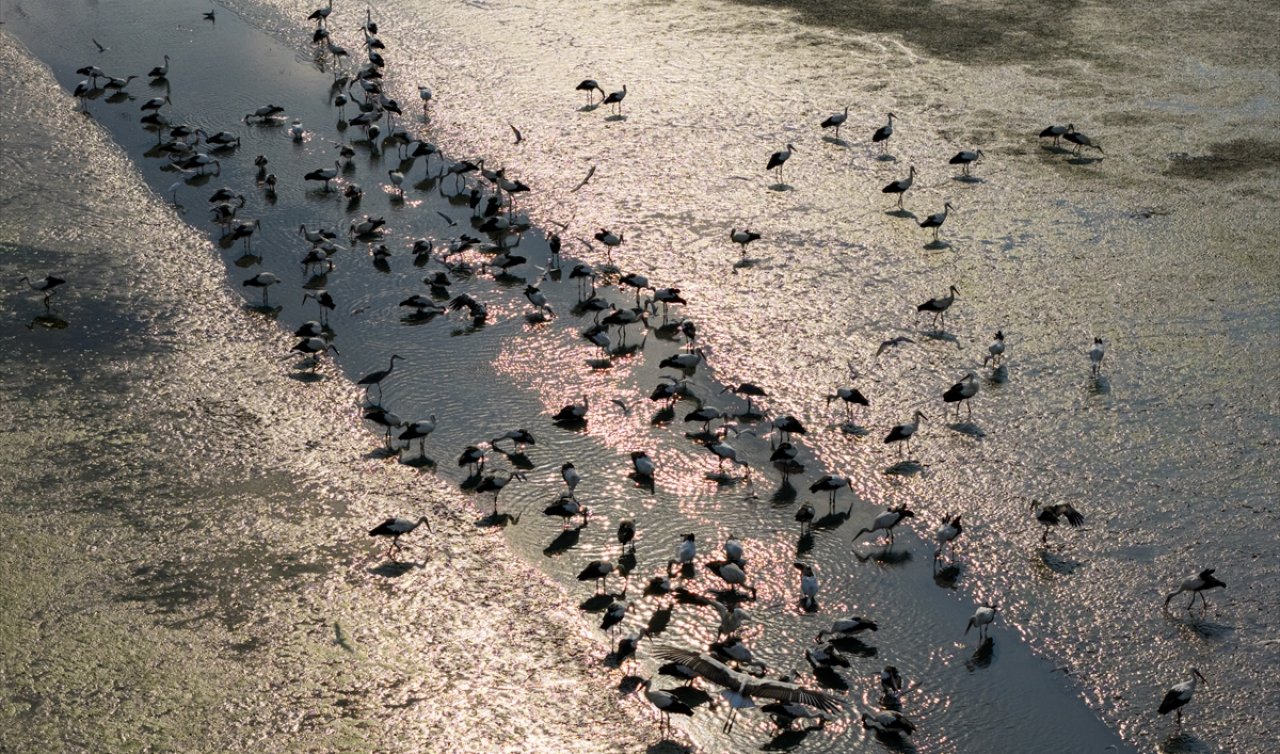 Konya Çavuşçu Gölü leyleklerin göç yolunda uğrak noktası oldu