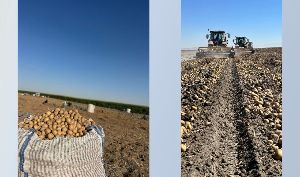 Konya Ovası’nda patates hasadı başladı: Verimler yüz güldürüyor