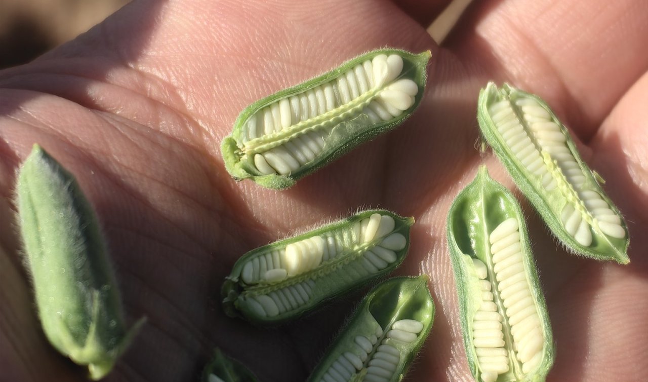  Konya’da çiftçiler endişeli: Susam üreticileri kuraklık endişesi yaşıyor