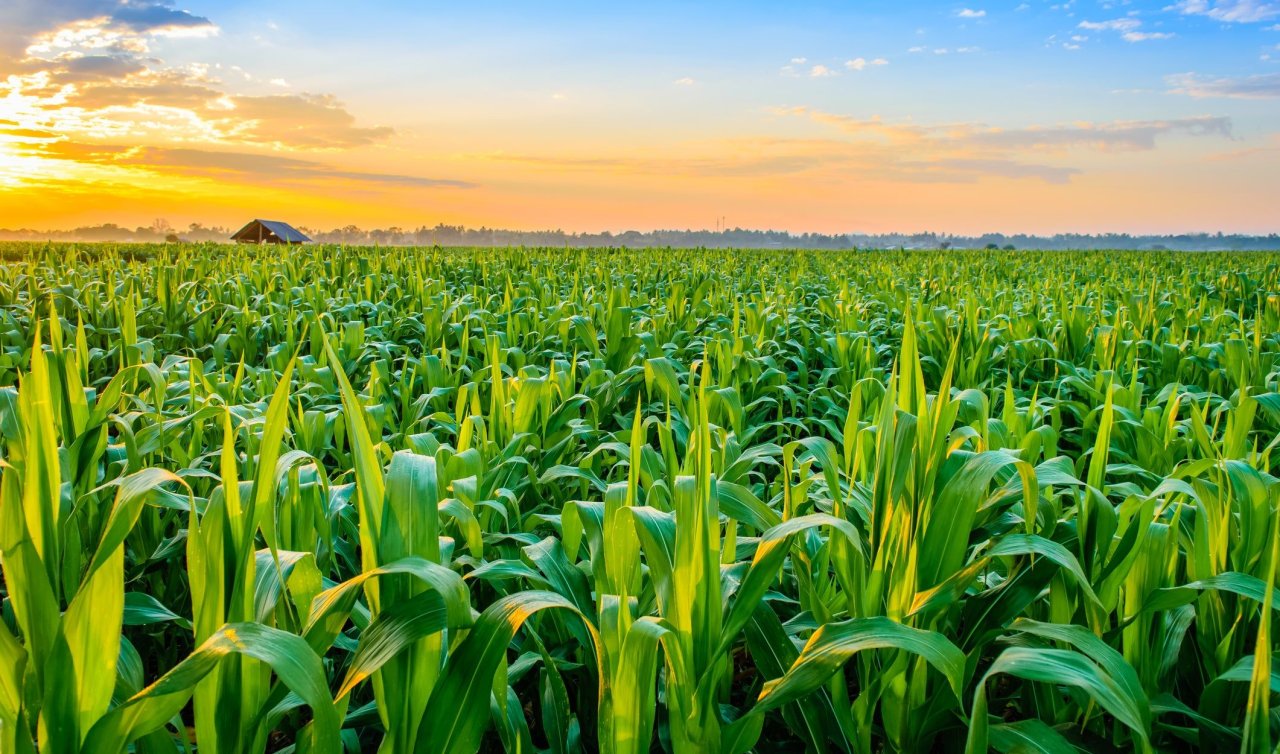 ​Konya’da bu üründe süre kısaldı: Artık 2 yılda bir ekim yapılacak