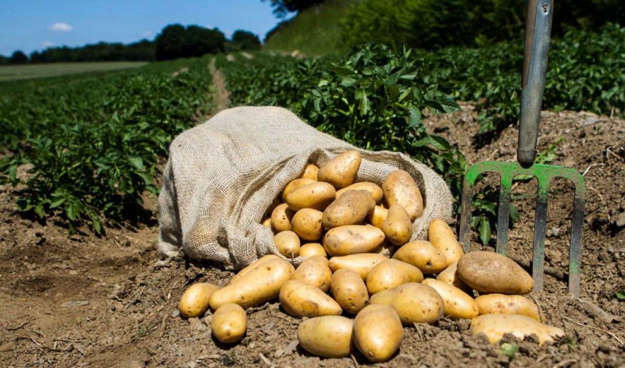  Patates tohumunda milli hamle: Konya Şeker 2027’de çiftçiyle buluşturacak