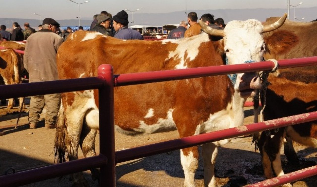 Bakan Yumaklı müjdeyi verdi: Hayvan pazarları Türkiye genelinde açılıyor