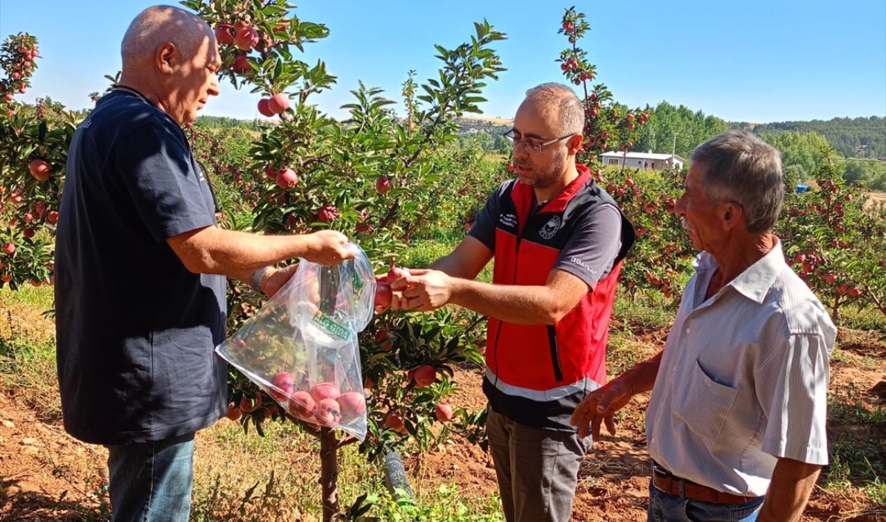 Konya’da elma bahçelerinde hasat öncesi denetimler devam ediyor