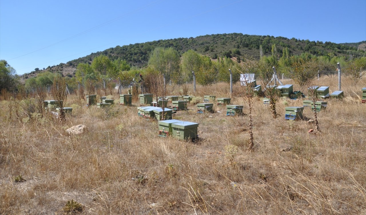 Konya’da engelli kadın devlet desteğiyle arıcılığa başladı